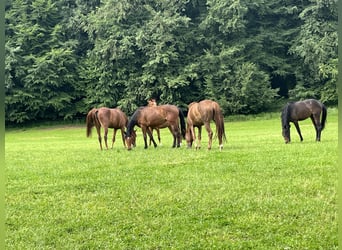 Puestos de cria para potros y caballos jóvenes en Hasbergen – cuidado profesional, adecuado y person