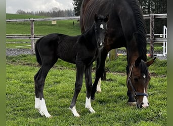 Puestos de cria para potros y caballos jóvenes en Hasbergen – cuidado profesional, adecuado y person