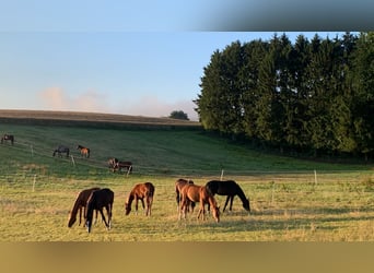 Puestos de cria para potros y caballos jóvenes en Hasbergen – cuidado profesional, adecuado y person
