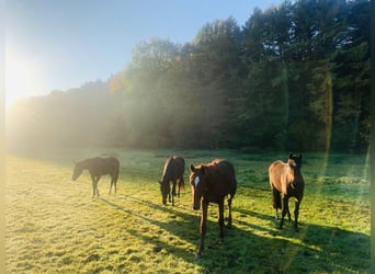 Puestos de cria para potros y caballos jóvenes en Hasbergen – cuidado profesional, adecuado y person