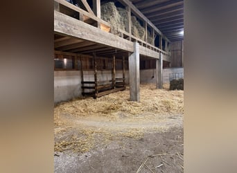 1 - 2 Plätze im Offenstall
