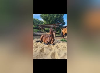 2-3 paddock and pasture spaces available for turnout; stabling space free