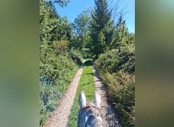 ¿Buscando un caballo para alojamiento?