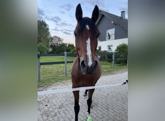 Busco paddock, establo o paddock activo