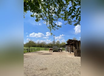Caballos islandeses Örlinger Hof Ulm