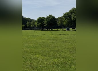 Espacio en paddock en un grupo de caballos castrados a partir del 1 de julio de 2026.