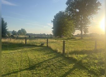 Establo abierto con un pequeño sendero de paddock