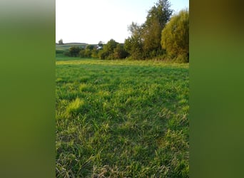 Establo abierto y pradera para alquiler para 2 caballos