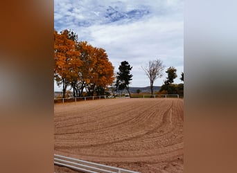 Geplanter Offen-/Laufstall (Umbau von Fenster-/Innenboxen)