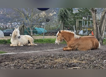 ¡Hay plazas disponibles en un establo abierto privado en el campo de Handschuhsheimer!