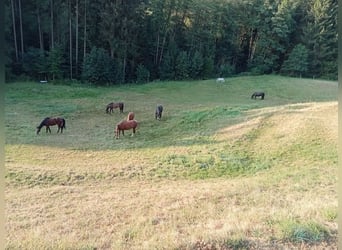 Individuelle und naturnahe Pferdehaltung 