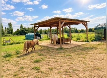 Lugar de estabulación libre disponible para un caballo castrado, con heno húmedo.