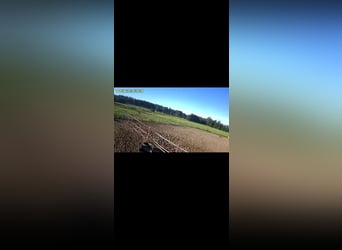 Lugar privado en establo abierto para una yegua cariñosa