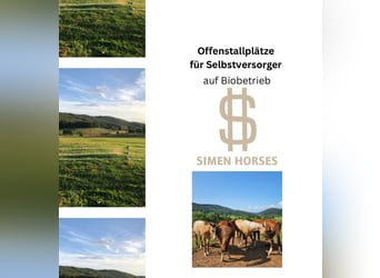 Offenstall Bio Betrieb Wallach Stute Herde Pferde Selbstversorger Steinen