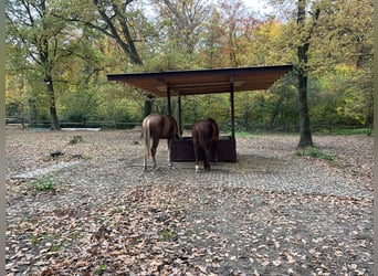 Offenstall Offenstallplatz Aufzuchtplatz