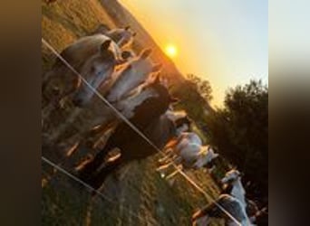 Offenstallplätze frei