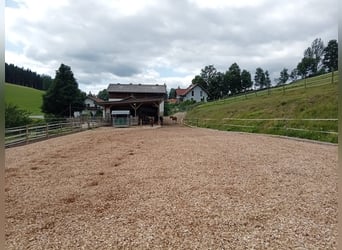 Offenstallplatz frei! 