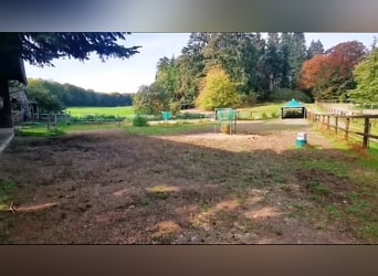 Offenstallplatz für 2 Wallache frei 