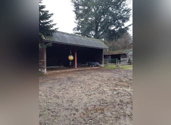 Offenstallplatz für 2 Wallache frei 