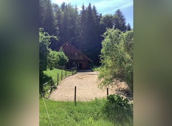 Offenstallplatz für kleine Robustrasse frei