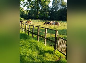 Offenstallplatz in gemischter Herde ab Mai 2025