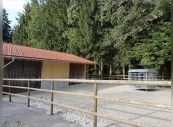 Offenstallplatz in harmonischer, kleiner Herde