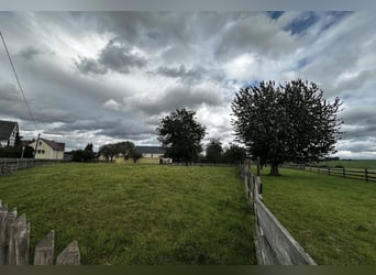 Offenstallplatz zu vergeben in familiärer Umgebung 