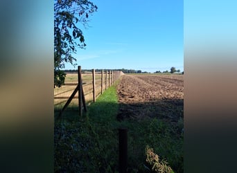 Pensión en paddock en 31535 Neustadt/OT Scharrel, compañero de establo, caballo castrado