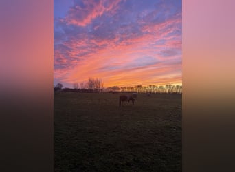 Pferdepensionsplätze in Süd-Dänemark – artgerecht & mit Herz