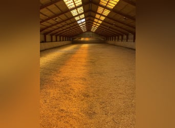 Pferdepensionsplätze in Süd-Dänemark – artgerecht & mit Herz