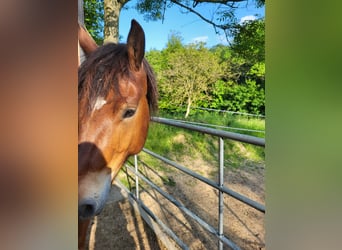 Platz in Offenstall in Essen Schuir / Kettwig
