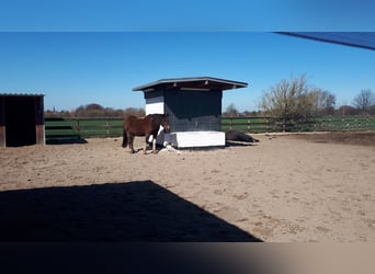 Plazas de paddock disponibles
