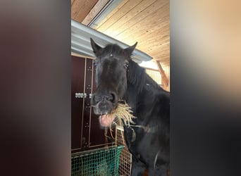 Puesto de paddock abierto cómodo / lugar de alojamiento económico - busca compañía