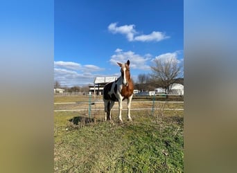 Puesto en paddock abierto para caballo grande o pony — en un entorno natural y sin complicaciones