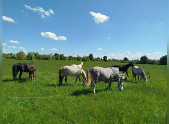Puesto en paddock abierto para dos caballos en establo privado
