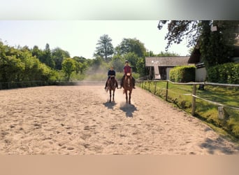 Puesto en paddock con acceso a pradera y box individual para la noche.