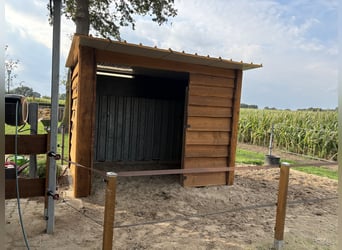 Puesto en paddock con pensión completa para pensionistas/compañeros