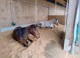 Puesto en paddock en Tuttlingen Möhringen, adecuado para caballos de fácil mantenimiento