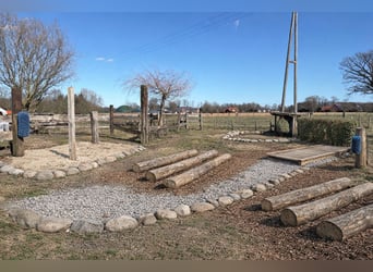 Puesto en paddock libre disponible a partir de junio/julio