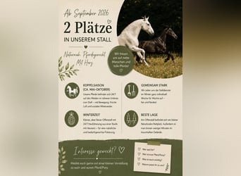 Puestos en paddock para 2 caballos