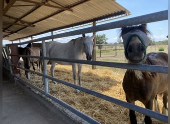 Rancho o paddock