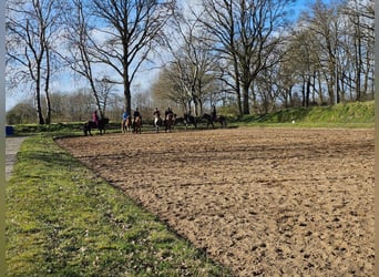 Se dispone de una plaza de pensión en una granja de caballos islandeses.