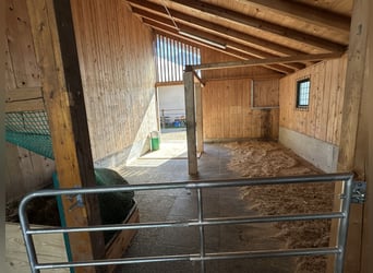Se ofrece puesto en paddock para caballo gelding o semental.