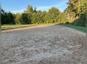 Stallplatz für Wallach frei 