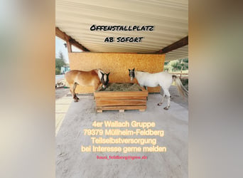 Un lugar en paddock disponible