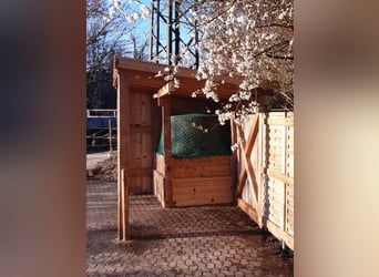 ¡Vaga un box en establo abierto para la tenencia autónoma de cuatro caballos a partir de mediados o 