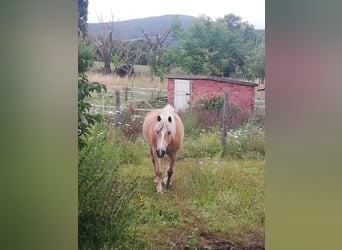 Wunderschöner Offenstall in Wendershausen/Nordhessen