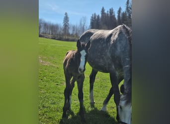 ⚜️Zuchtstutenbetreuung- vom besamen bis zum abfohlen⚜️