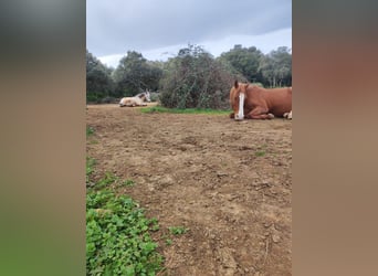 Altersweide für Pferde mit Betreuung - Schweizer Familie / Tierärztin