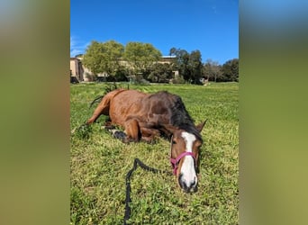Cría, cuidado y pasto para caballos en edad avanzada con atención - Familia suiza / Veterinaria